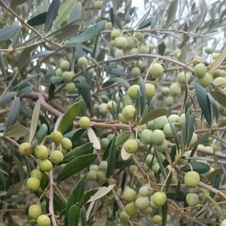 Bellverd maintains its EVOO production despite the drought.